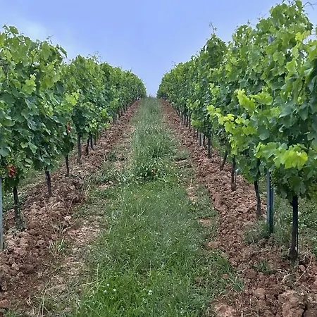Le Refuge D'alienor At Domaine Le Touran Near Saint Emilion וילה *