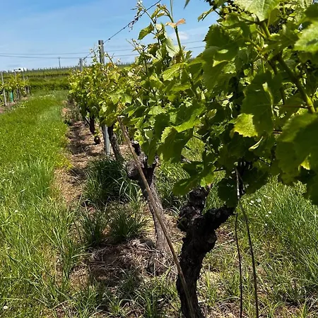 וילה Le Refuge D'alienor At Domaine Le Touran Near Saint Emilion Pellegrue