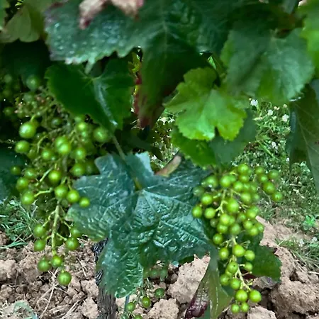 Le Refuge D'alienor At Domaine Le Touran Near Saint Emilion וילה